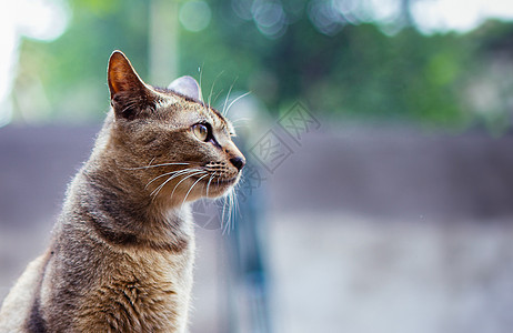 城市灰色猫背景