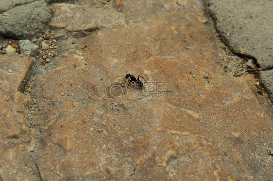 小蚂蚁图片