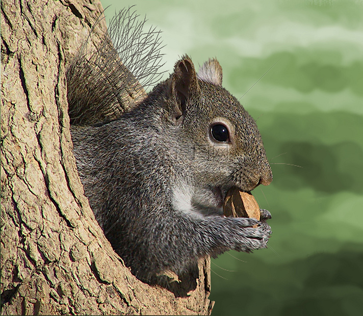 树洞里的松鼠图片素材_免费下载_jpg图片格式