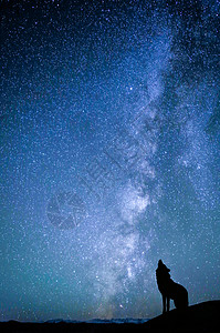 夜空下狼的剪影背景图片