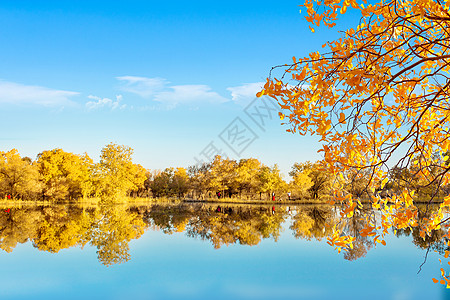 公園额济纳旗_金色胡杨林背景