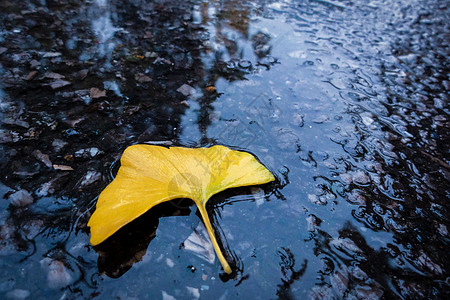 秋.雨后地上的水高清图片