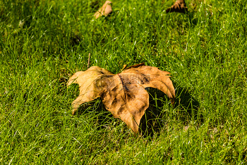 草地上的黄色落叶图片