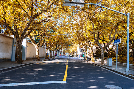 阳光下的梧桐叶上海秋天街景背景