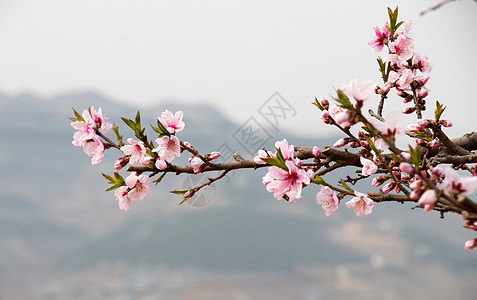 桃花朵朵开桃花特写高清图片