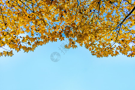 秋天金色梧桐叶图片