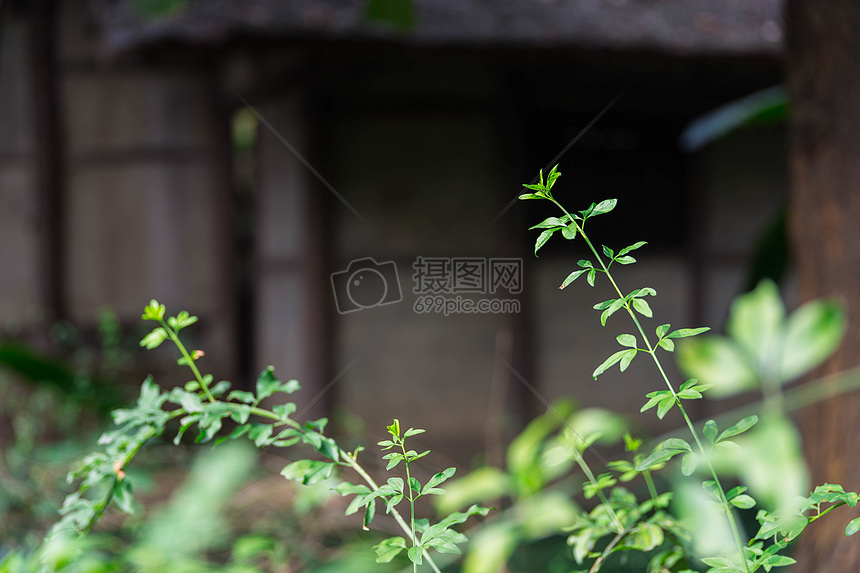 中国风园林小景拍摄图片