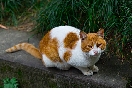 参天大树和小树小树丛中的猫背景