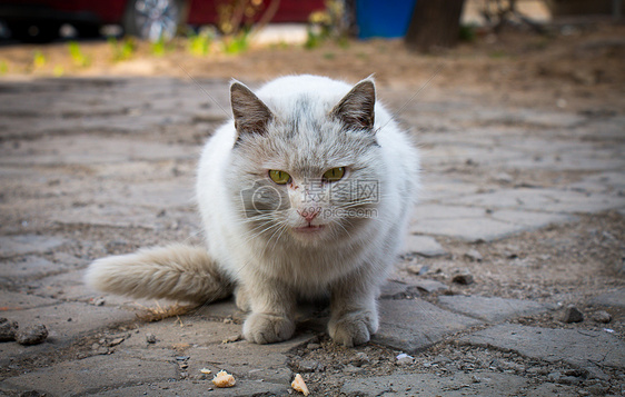 纯白流浪猫图片