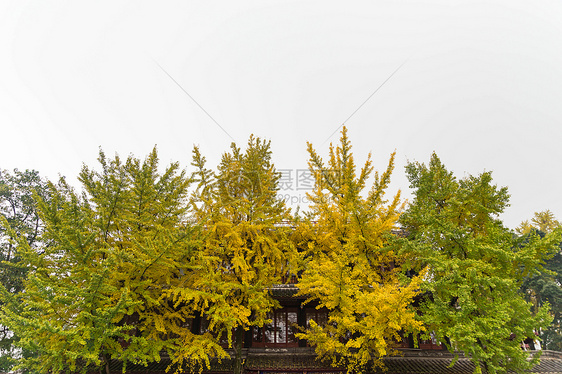 都江堰秋天枯黄的树叶图片