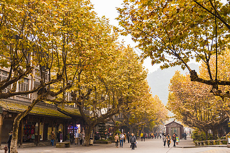 街道秋色都江堰街道秋天枯黄的树叶背景