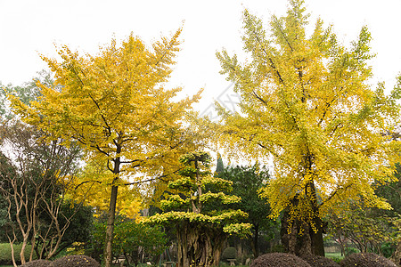 都江堰秋天枯黄的树叶高清图片