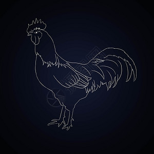 动物手绘手绘公鸡背景