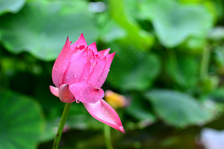 济南大明湖含苞欲放的荷花背景图片