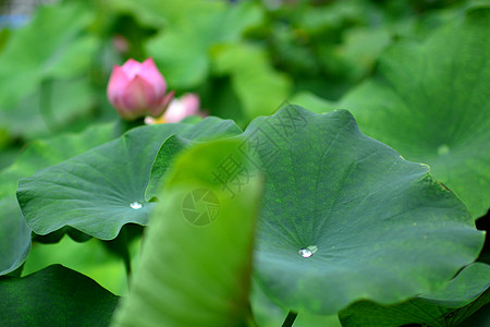 济南大明湖含苞欲放的荷花背景图片