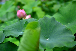 济南大明湖含苞欲放的荷花图片