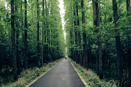 乡间春景小路背景图片