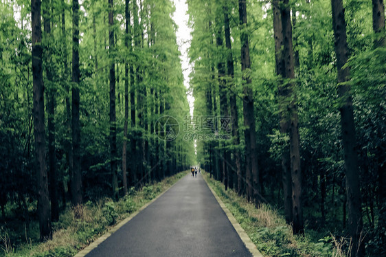 乡间春景小路图片