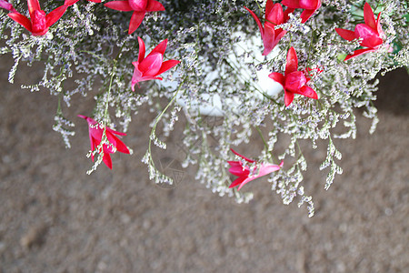 干花写真干花背景