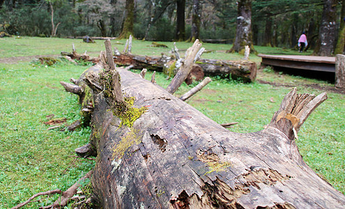 枯木倒下的树高清图片