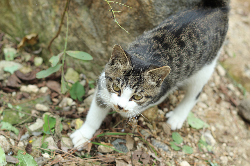 下山的小猫图片