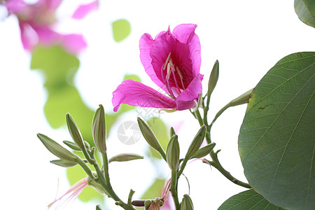 紫荆花背景图片