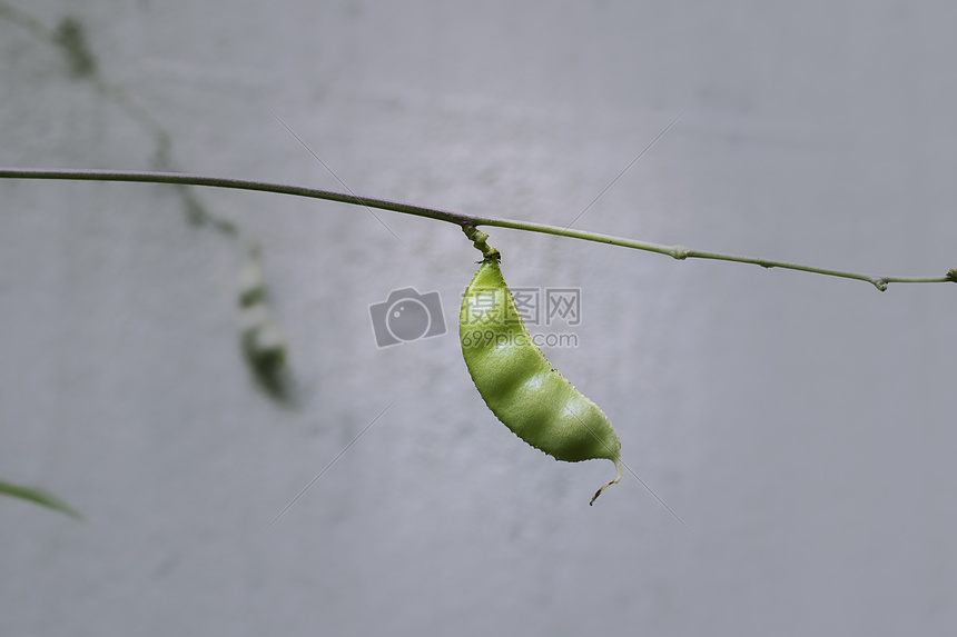 秋天的植物图片