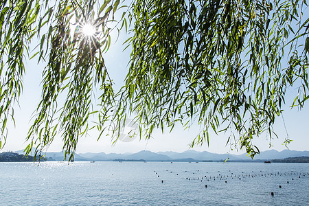 杭州西湖柳树阳光风景背景图片