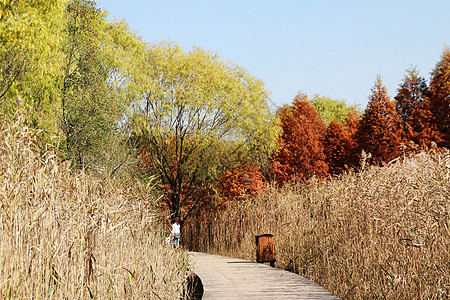 西沙湿地芦苇荡背景图片