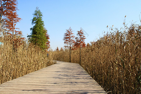 西沙湿地芦苇荡图片