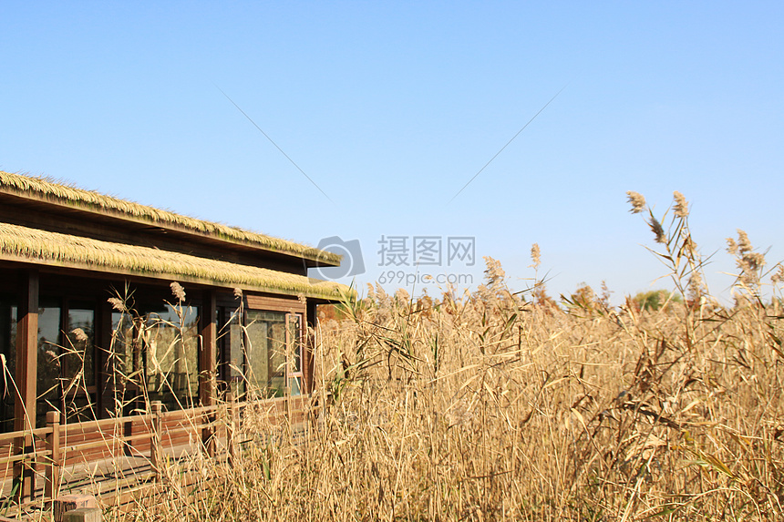 西沙湿地芦苇荡图片