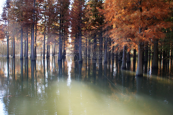 西沙湿地水杉图片