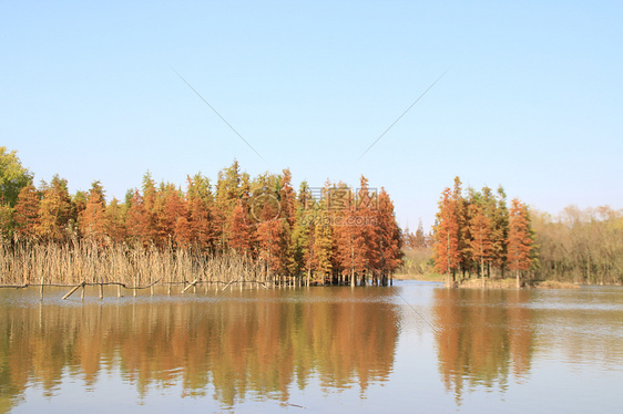 西沙湿地水杉图片