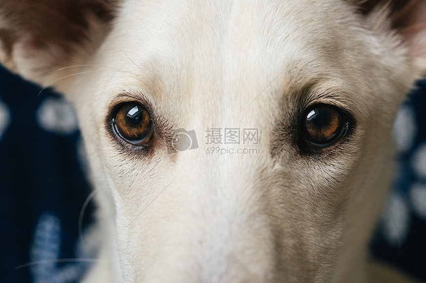狗狗的眼睛
