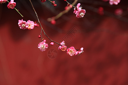 梅花冬季盛开的花高清图片