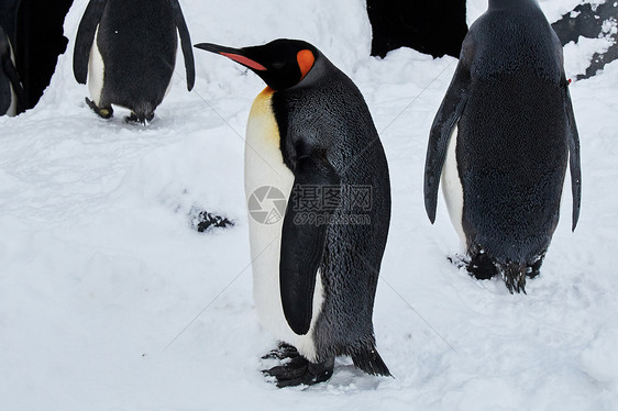 高清南极可爱的企鹅图片