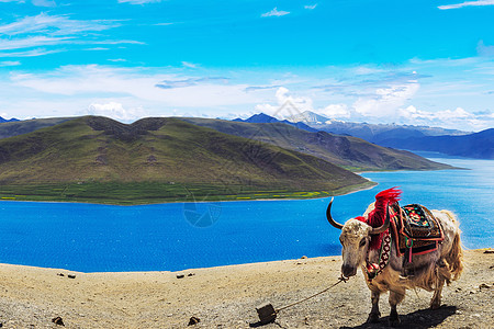 青藏牦牛西藏拉萨布达拉宫纳木错及川藏线上背景