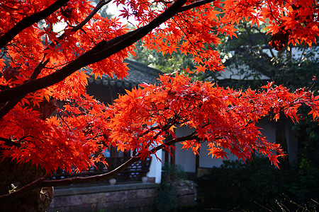 红叶节秋天的红枫背景