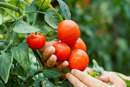 番茄采摘番茄 西红柿背景