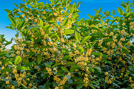 八月桂花桂花飘香背景