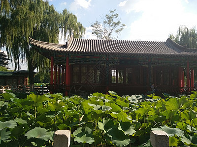 济南大明湖畔背景图片