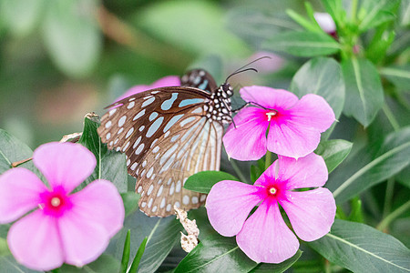 《蝶恋花》图片