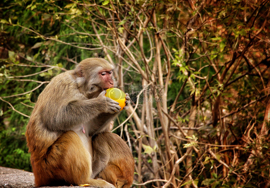 不要喂猴子在哪下载