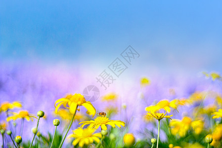 背景黄色清新的花背景