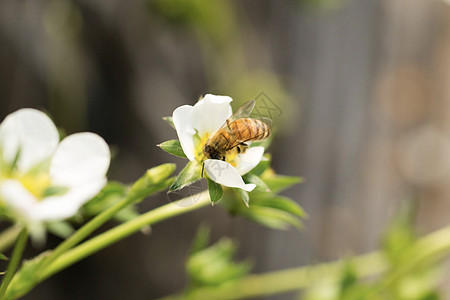 蜜梨蜜蜂采花背景