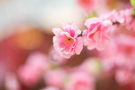 桃花特写朵朵开高清图片素材