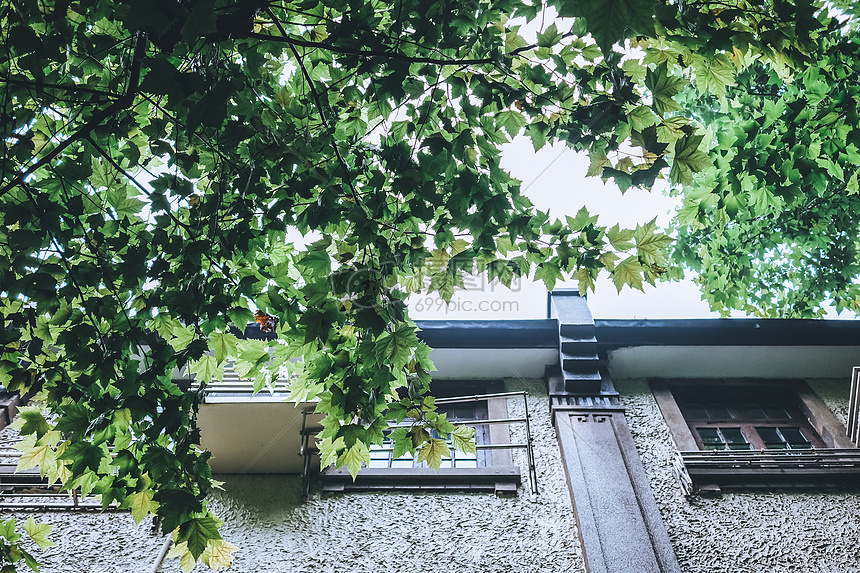 绿色植物背景图片