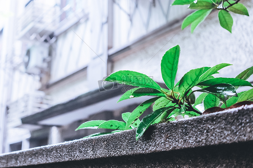 绿色植物背景图片