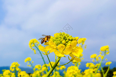 油菜花背景蜜蜂和油菜花背景