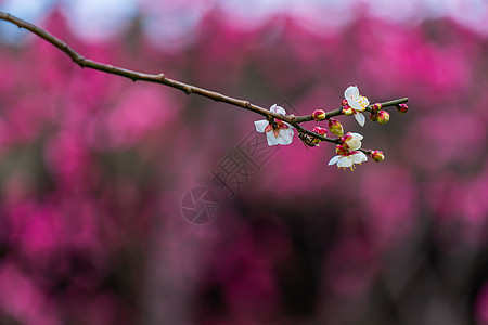 古猗园梅花背景